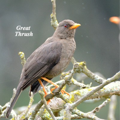 Great Thrush